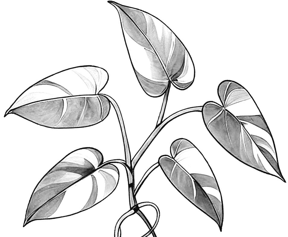 Cover of Rooted in Magic (2024)