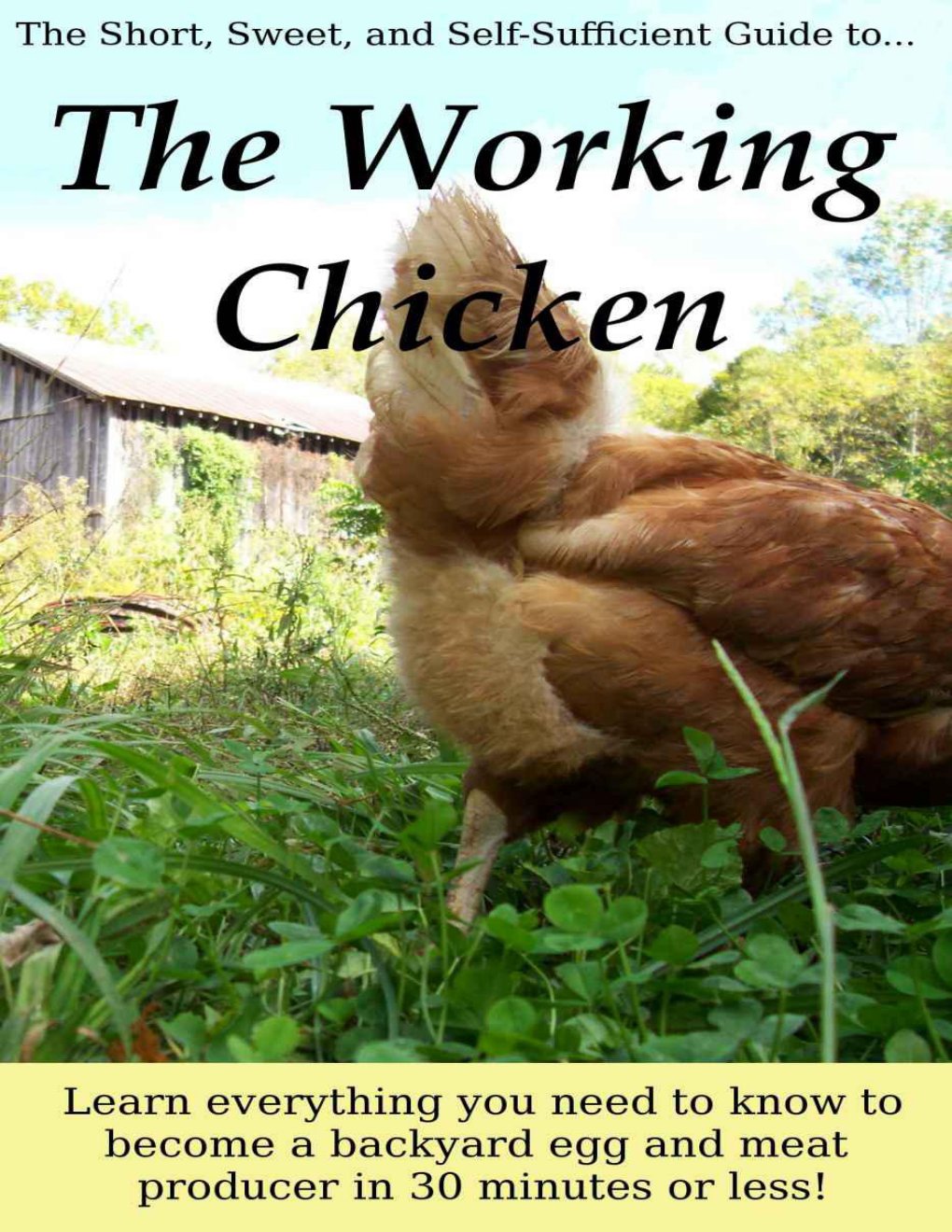 Cover of The Working Chicken: Learn everything you need to know to become a backyard egg and meat producer in 30 minutes or less!