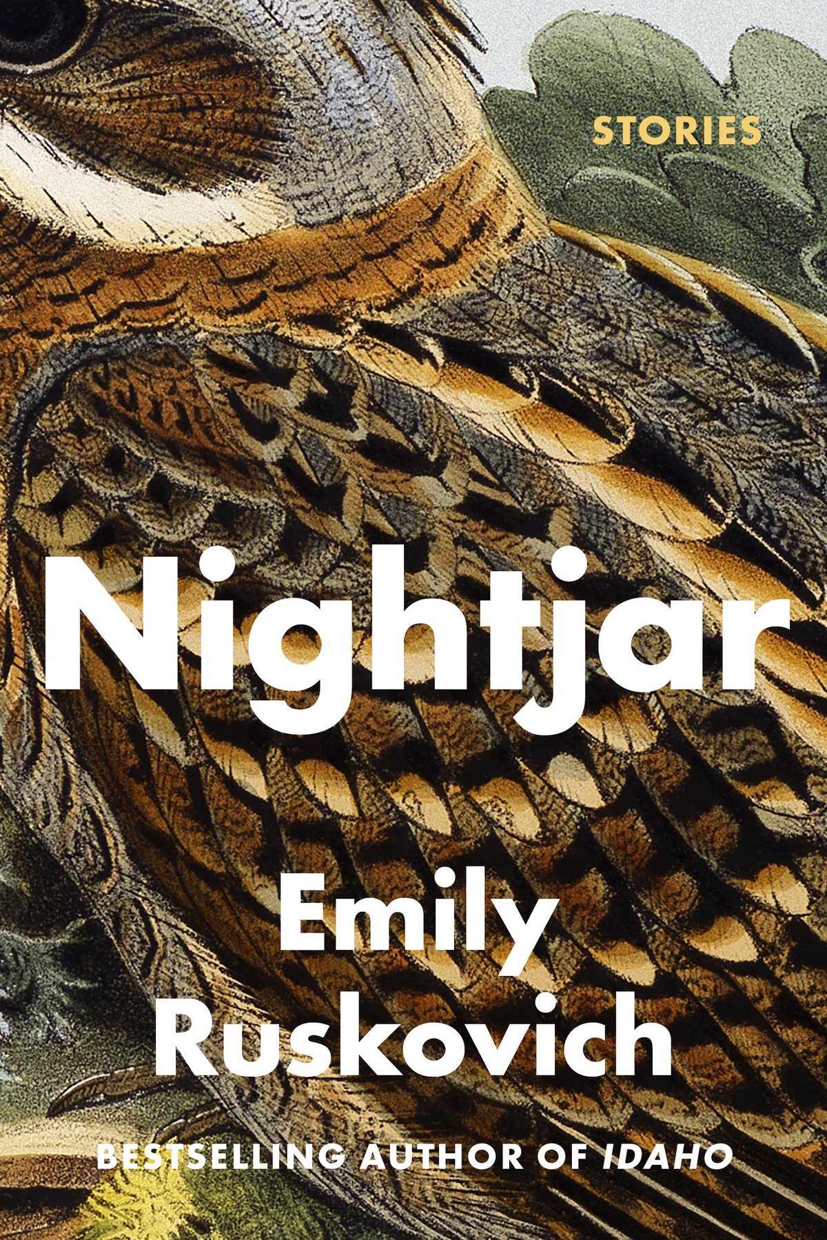 Cover of Nightjar