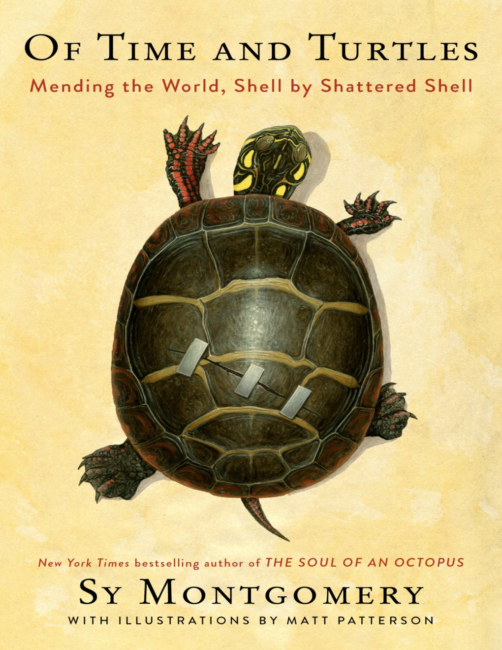 Cover of Of Time and Turtles
