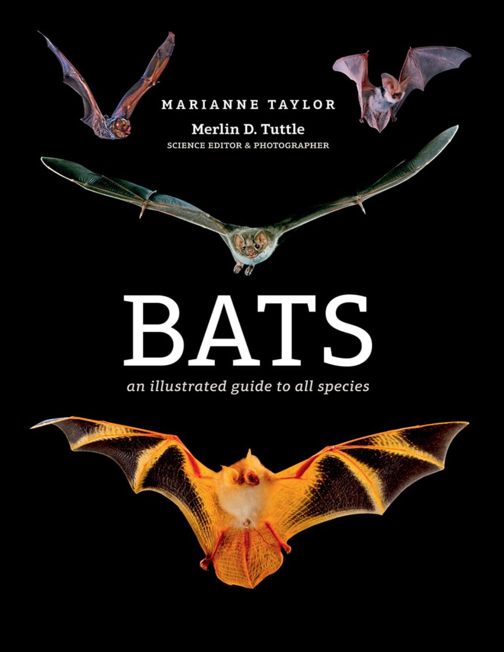 Cover of Bats