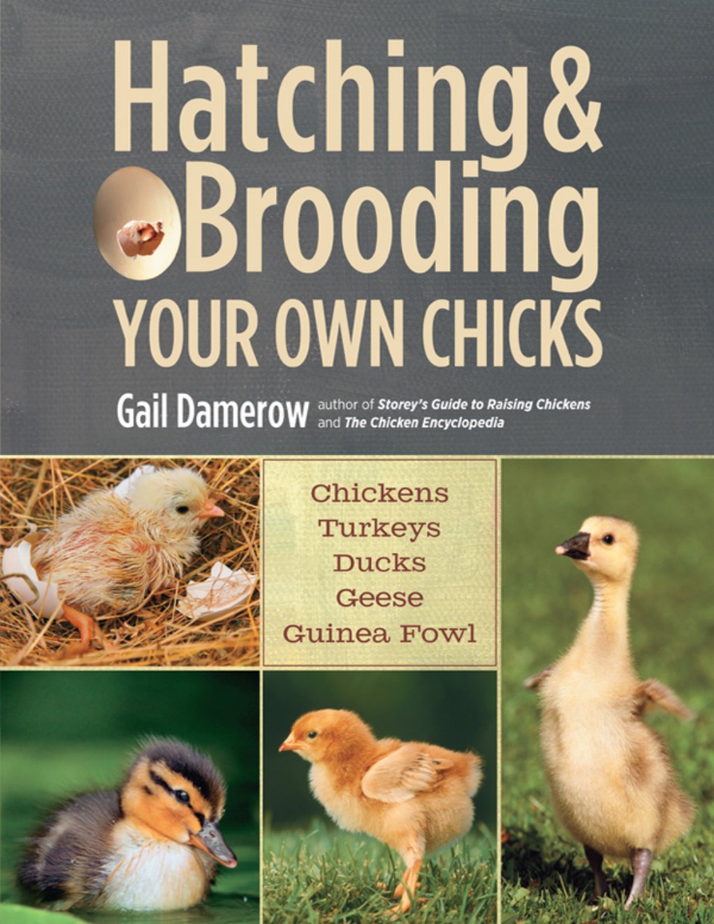 Cover of Hatching & Brooding Your Own Chicks